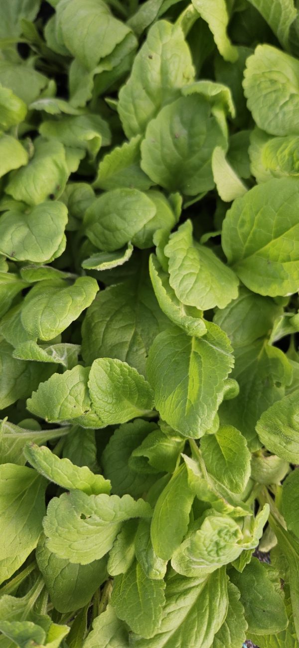 Digitalis purpurea3 Digitalis purpurea