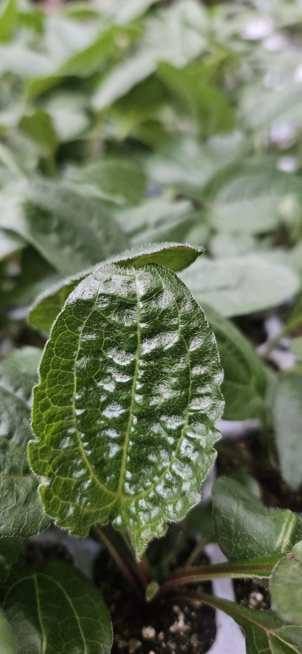 Echinacea 'Lakota Rose'