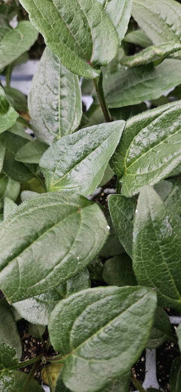 Echinacea 'Lakota Rose'
