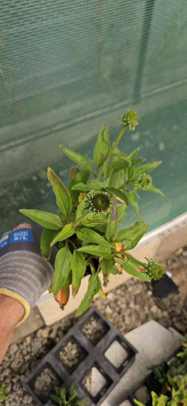 Echinacea Mooodz 'Devotion' Echinacea Mooodz 'Devotion'