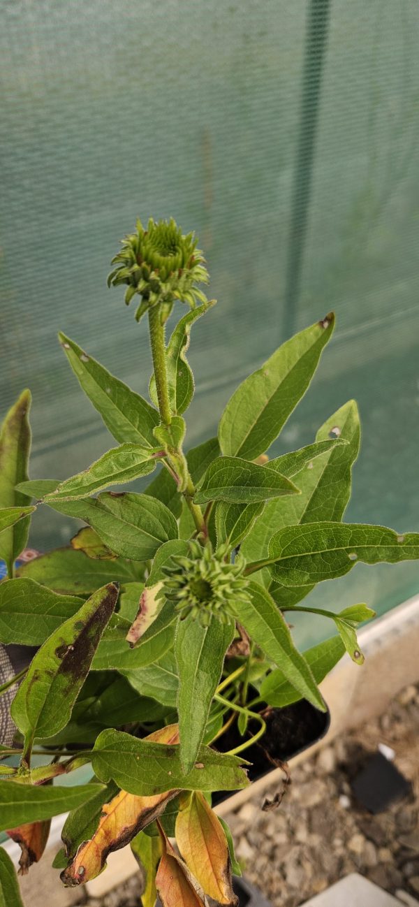 Echinacea Mooodz 'Devotion'2 Echinacea Mooodz 'Devotion'