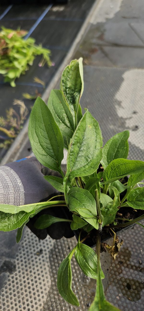 Echinacea Mooodz 'Imagination'