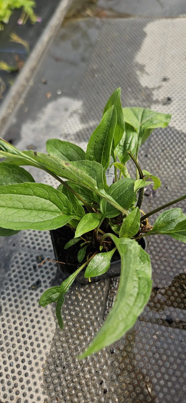 Echinacea Mooodz 'Imagination'