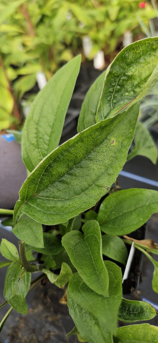 Echinacea Mooodz 'Jealousy' Echinacea Mooodz 'Jealousy'