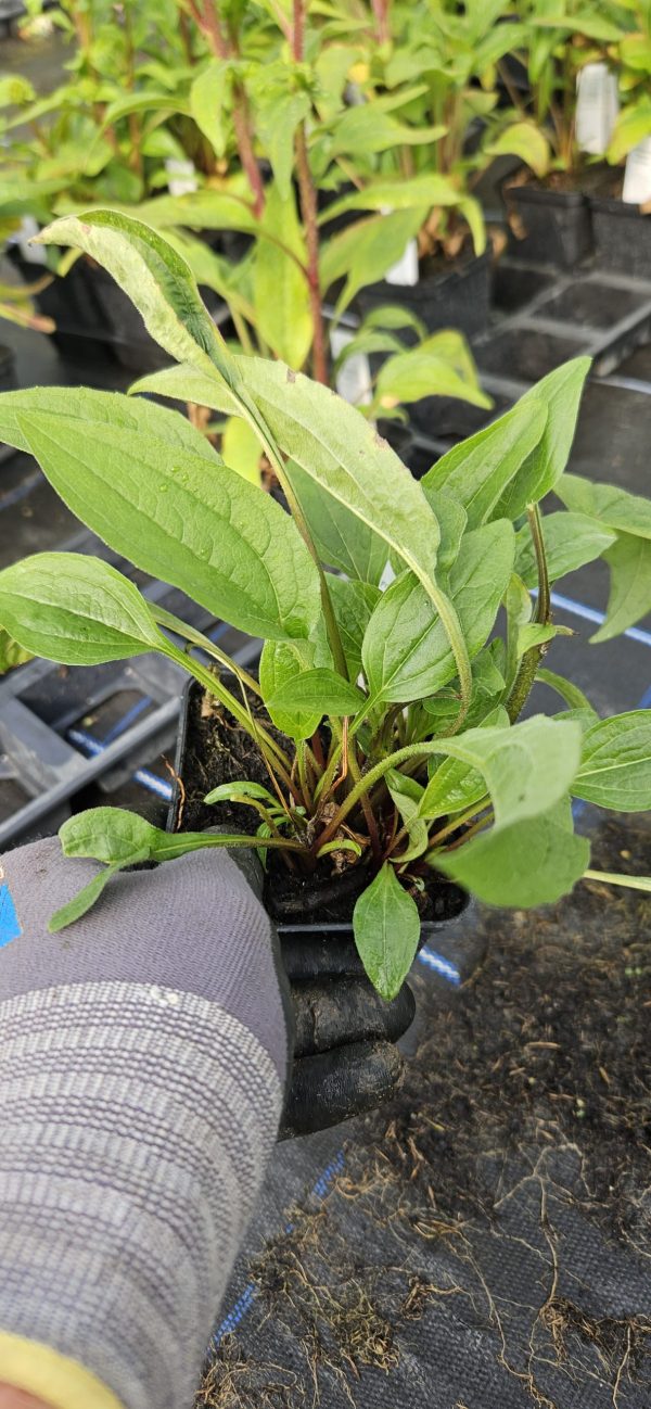 Echinacea Mooodz 'Jealousy'2 Echinacea Mooodz 'Jealousy'