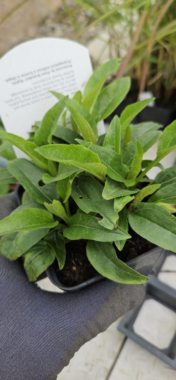 Echinacea Mooodz 'Mediation' Echinacea Mooodz 'Mediation'