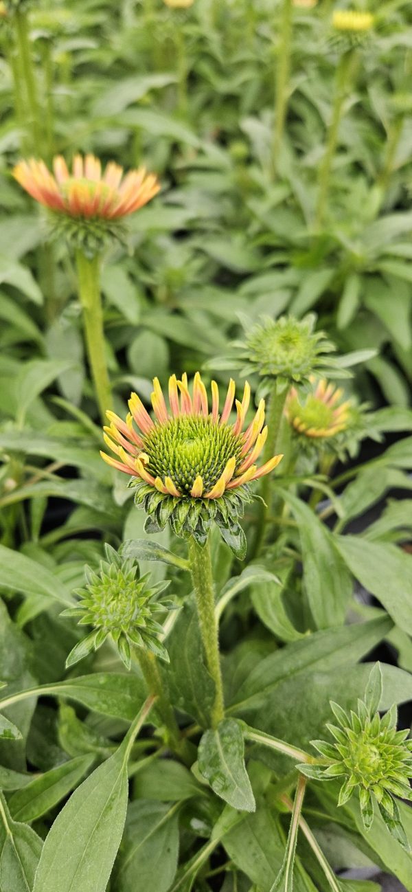 Echinacea Prima 'Saffron'