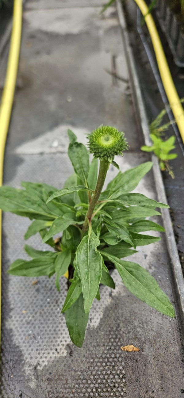 Echinacea Prima 'Saffron'