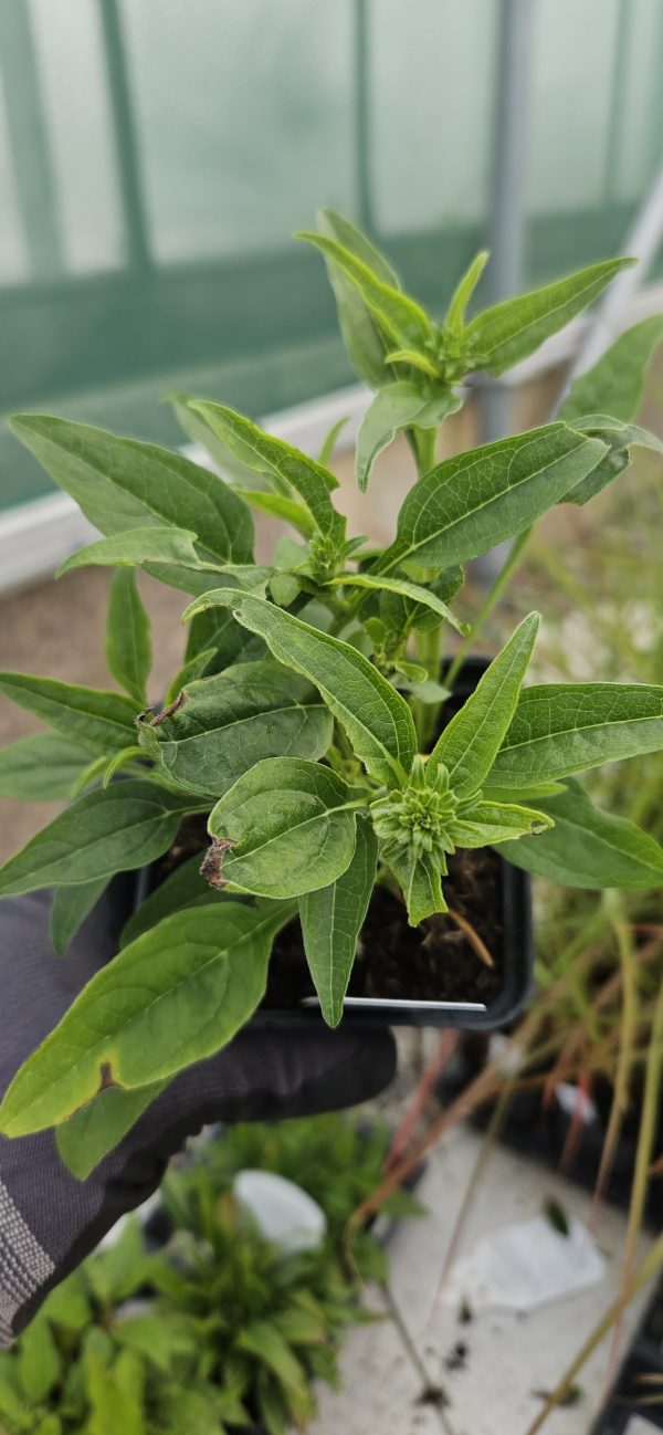 Echinacea 'Rainbow Marcella'