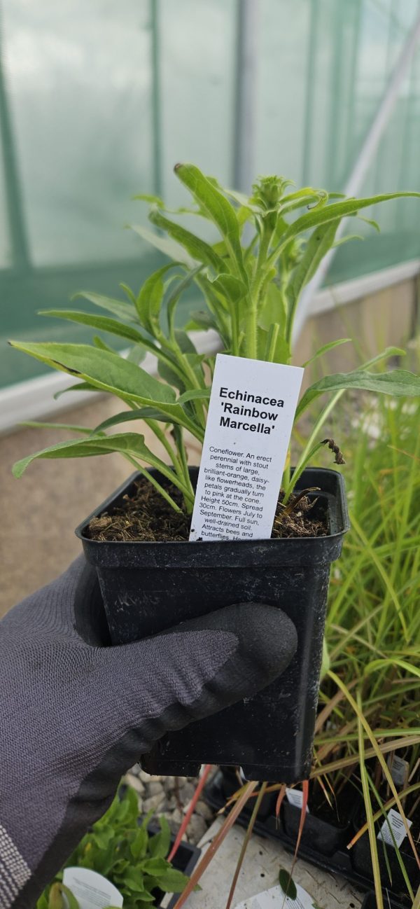 Echinacea 'Rainbow Marcella'