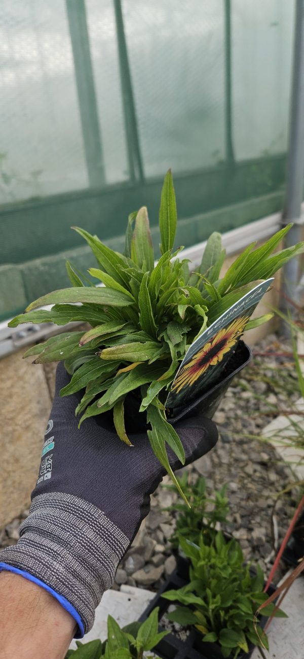 Echinacea 'Sombrero Special Halo Yellow Red'