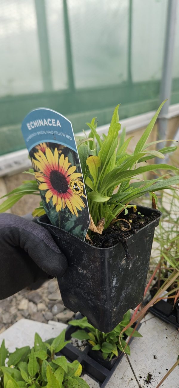 Echinacea 'Sombrero Special Halo Yellow Red'