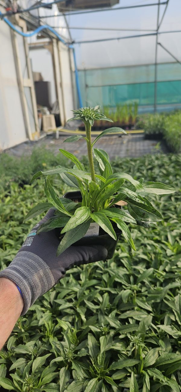 Echinacea 'SunSeekers Mineola' Echinacea 'SunSeekers Mineola'