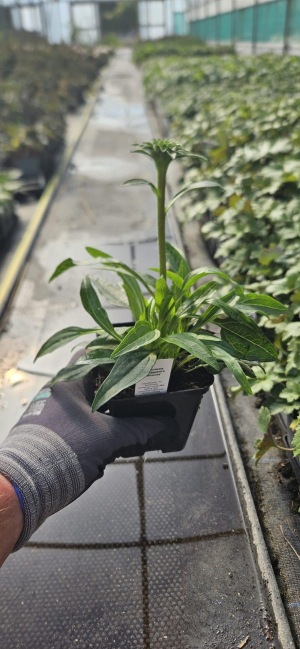 Echinacea 'SunSeekers Mineola' 2 Echinacea 'SunSeekers Mineola'