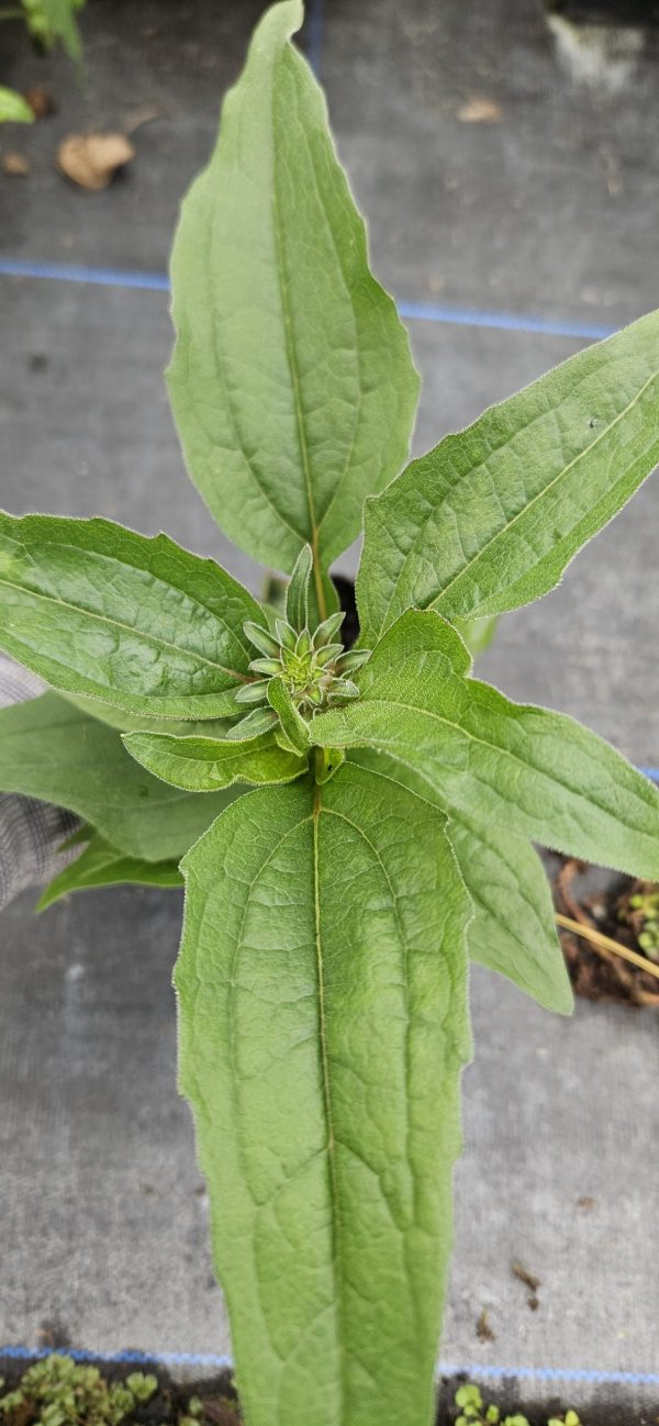 Echinacea 'Sunseekers Pomegranate Echinacea 'Sunseekers Pomegranate'