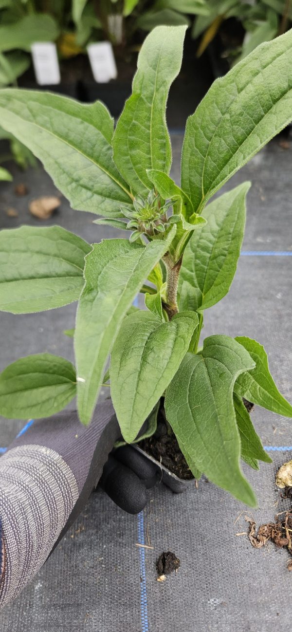 Echinacea 'Sunseekers Pomegranate2 Echinacea 'Sunseekers Pomegranate'