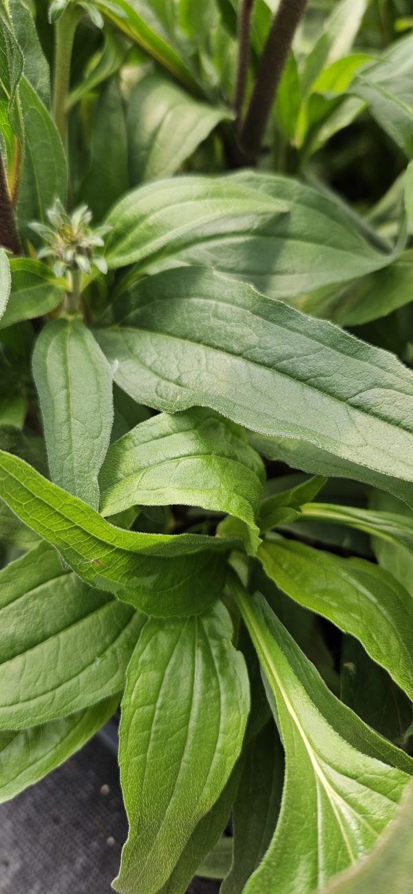 Echinacea 'Sunseekers Purplelicious'
