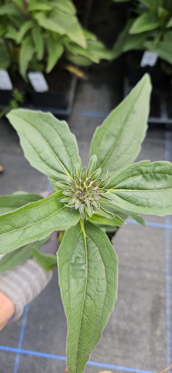 Echinacea 'Sunseekers Purplelicious'