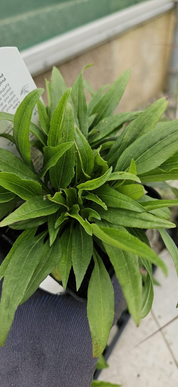 Echinacea 'Sunseekers Tequila Sunrise'