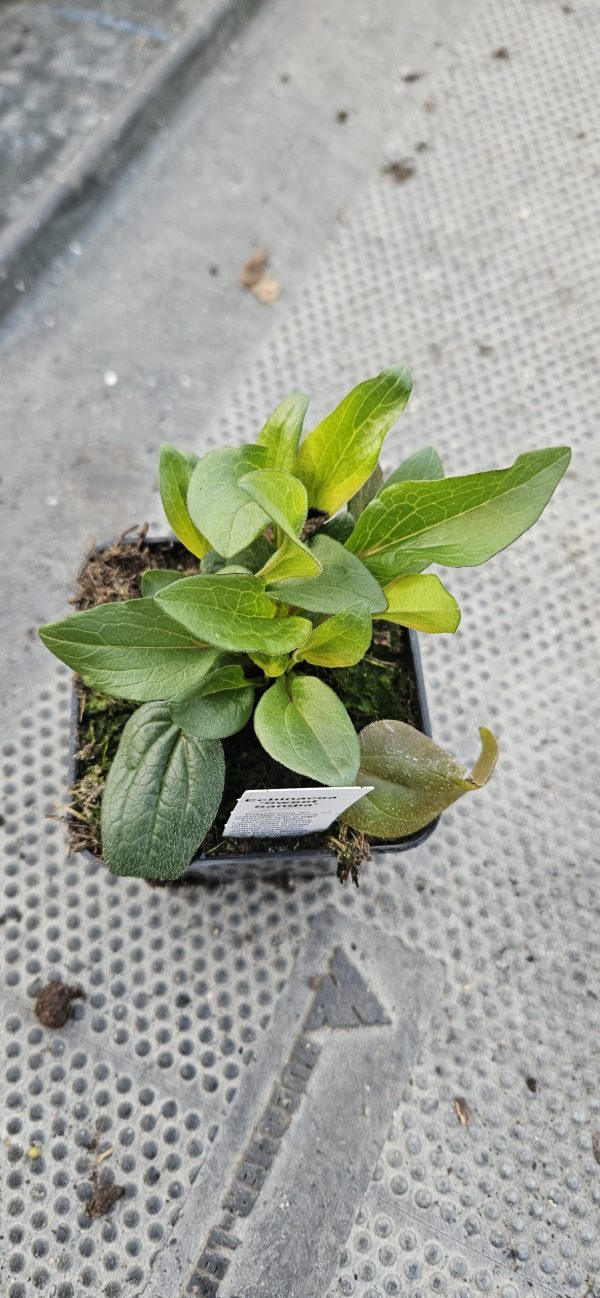 Echinacea 'Sweet Sandia'
