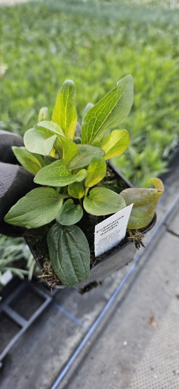 Echinacea 'Sweet Sandia'