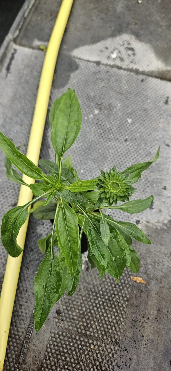 Echinacea 'Tiki Torch'