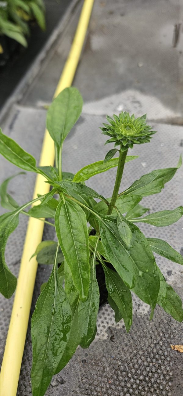 Echinacea 'Tiki Torch'