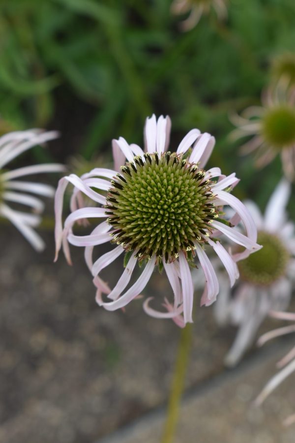 Echinacea pallida 'Hula Dancer'