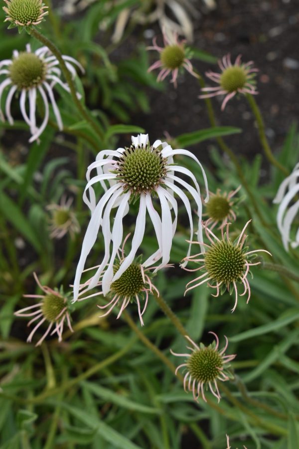 Echinacea pallida 'Hula Dancer'