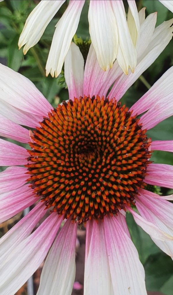 Echinacea purpurea 'Funky White' Echinacea purpurea 'Funky White'