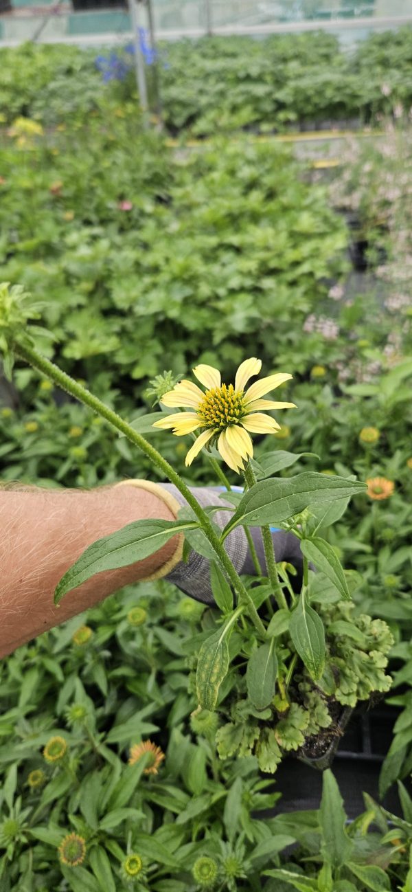 Echinacea purpurea 'Mellow Yellows' Echinacea purpurea 'Mellow Yellows'