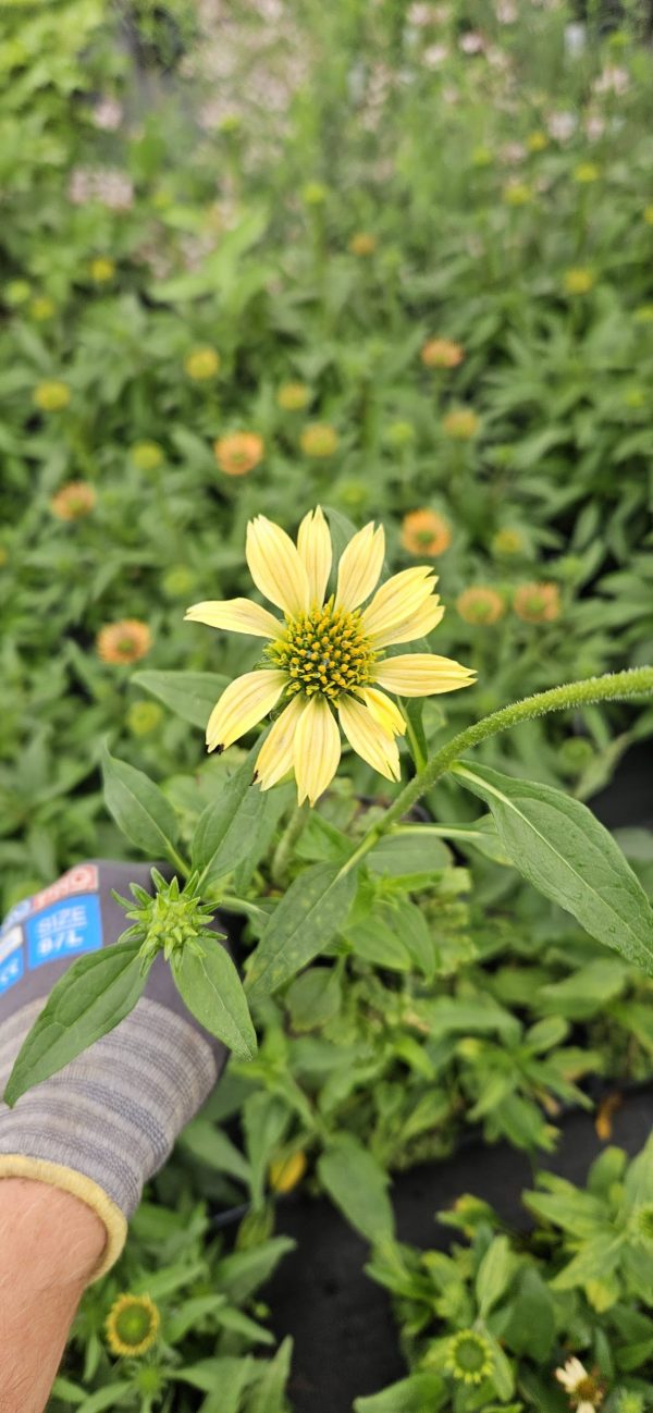 Echinacea purpurea 'Mellow Yellows'2 Echinacea purpurea 'Mellow Yellows'