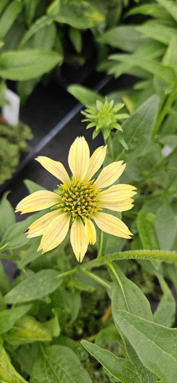 Echinacea purpurea 'Mellow Yellows'3 Echinacea purpurea 'Mellow Yellows'