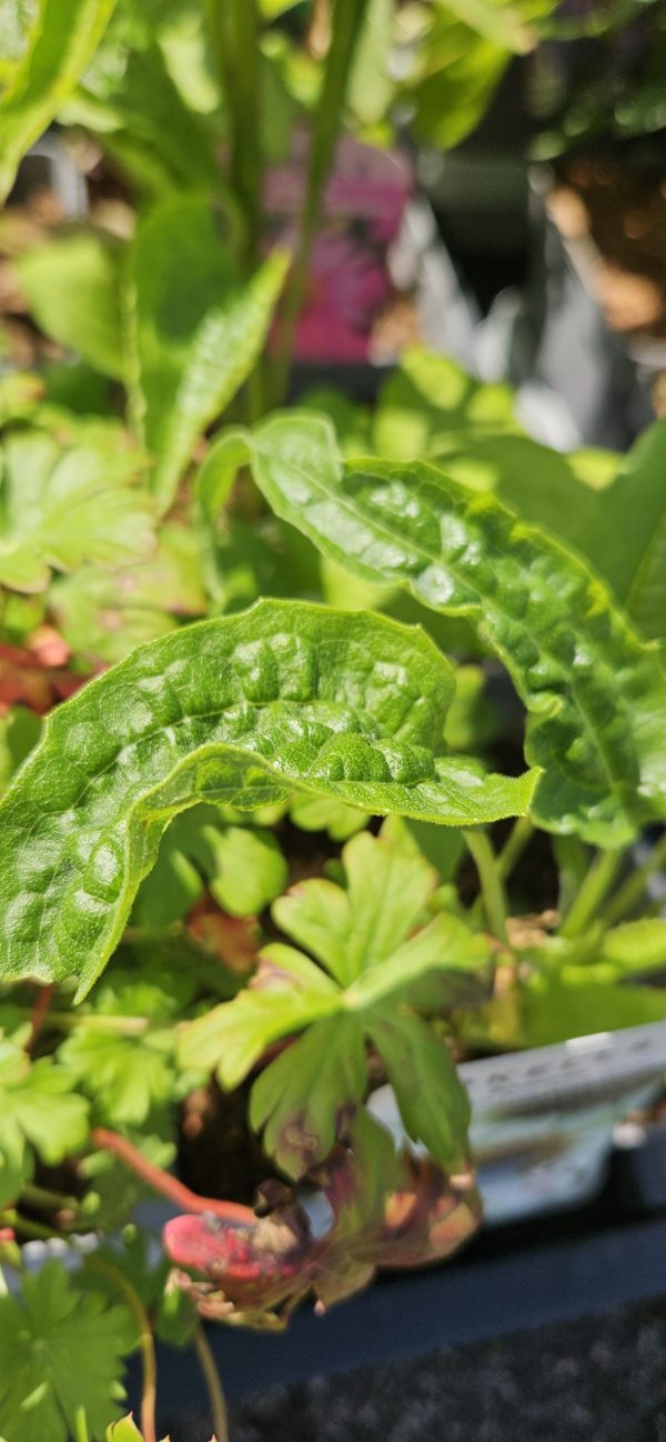 Echinacea purpurea 'Pow Wow White'