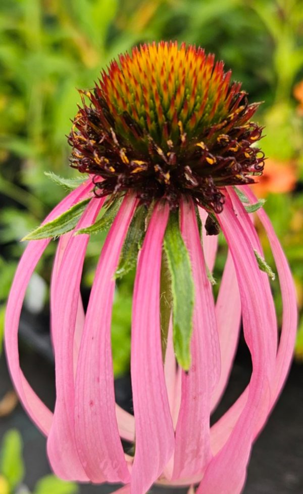 Echinacea simulata Echinacea simulata