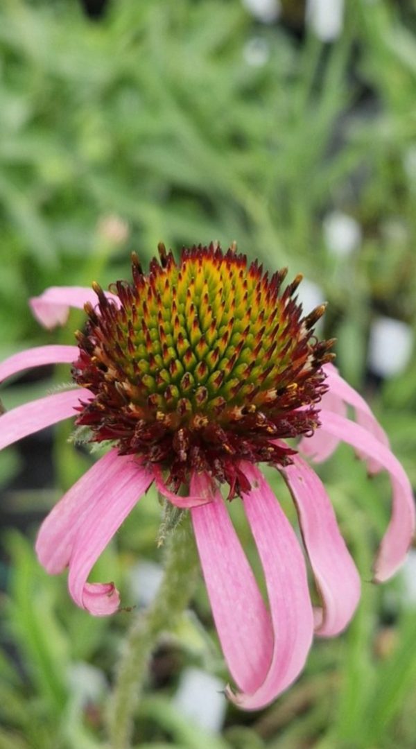 Echinacea simulata2 Echinacea simulata