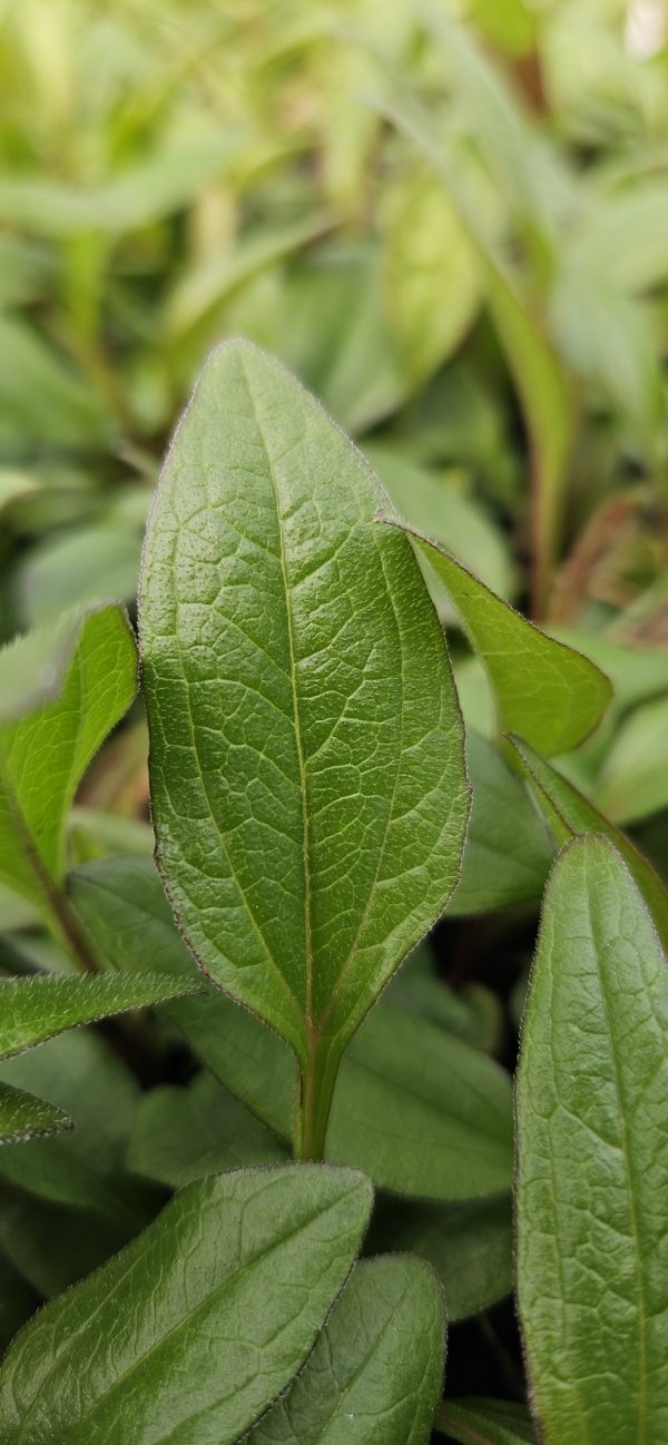 Echinacea ‘SunSeekers Carmine’ Echinacea ‘SunSeekers Carmine’