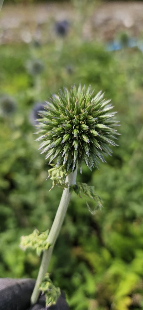 Echinops 'Platinum Blue'2 Echinops 'Platinum Blue'
