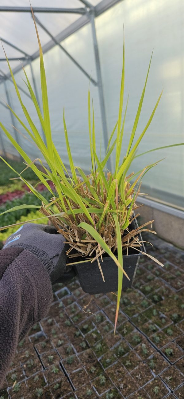 Eragrostis spectabilis (Purple Lovegrass) Eragrostis spectabilis
