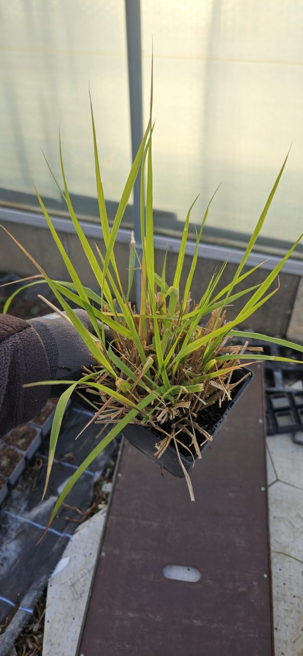 Eragrostis spectabilis (Purple Lovegrass) 2 Eragrostis spectabilis