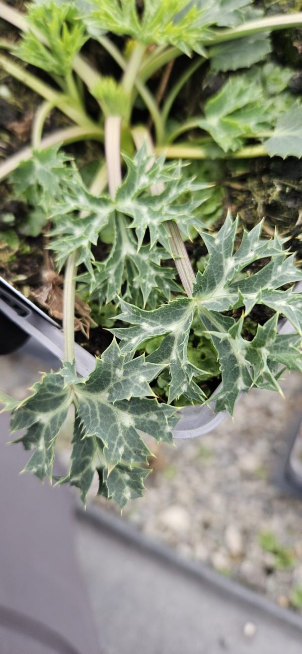 Eryngium bourgatii 'Picos Amethyst' Eryngium bourgatii 'Picos Amethyst'