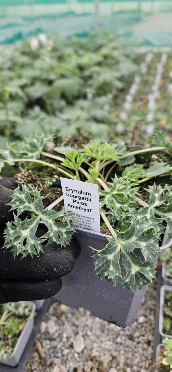 Eryngium bourgatii 'Picos Amethyst' 2 Eryngium bourgatii 'Picos Amethyst'