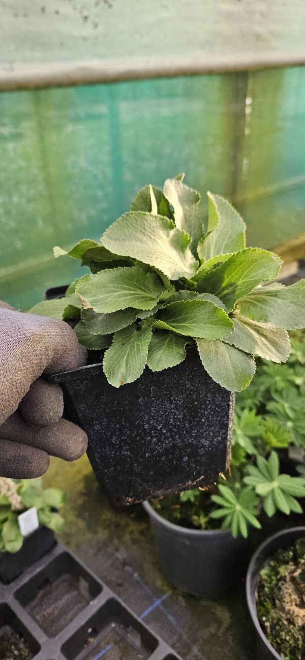 Eryngium planum 'Blue Hobbit'
