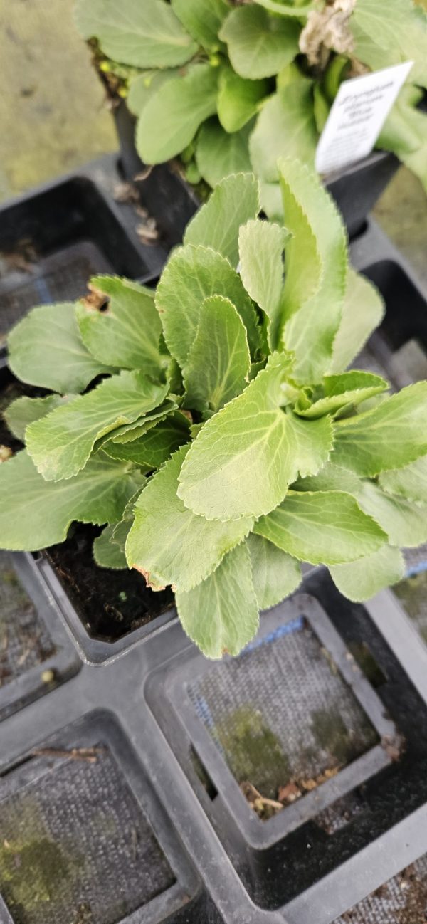 Eryngium planum 'Blue Hobbit'