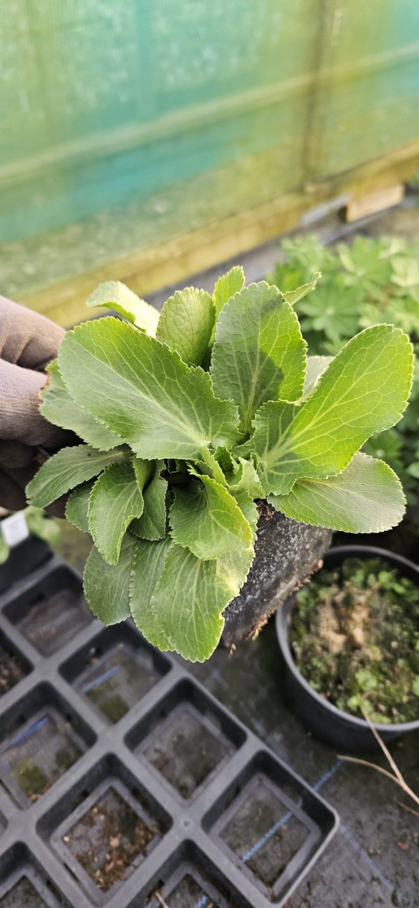 Eryngium planum 'Blue Hobbit'