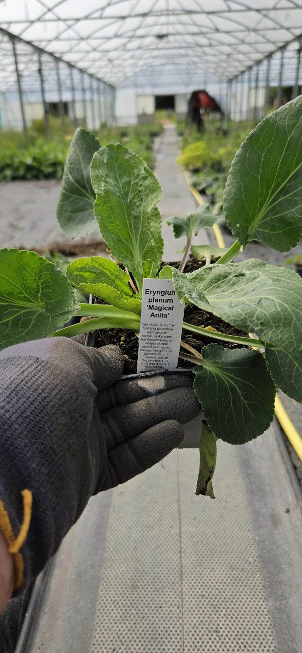 Eryngium planum 'Magical Anita'