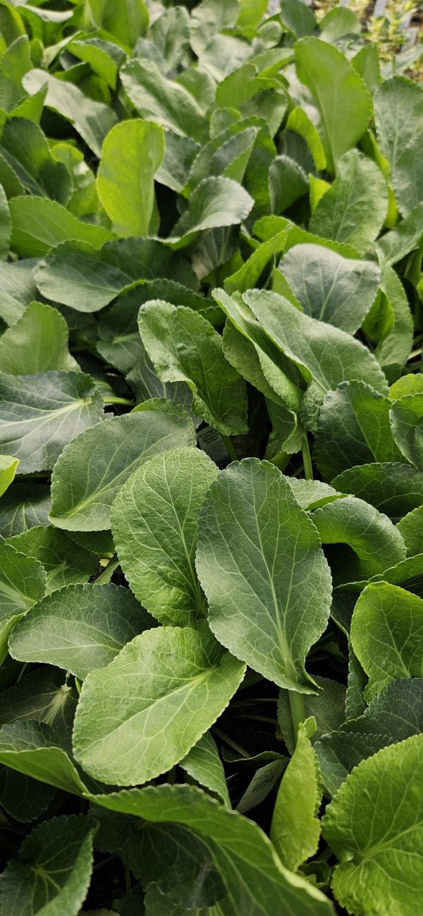 Eryngium planum 'Magical Anita'