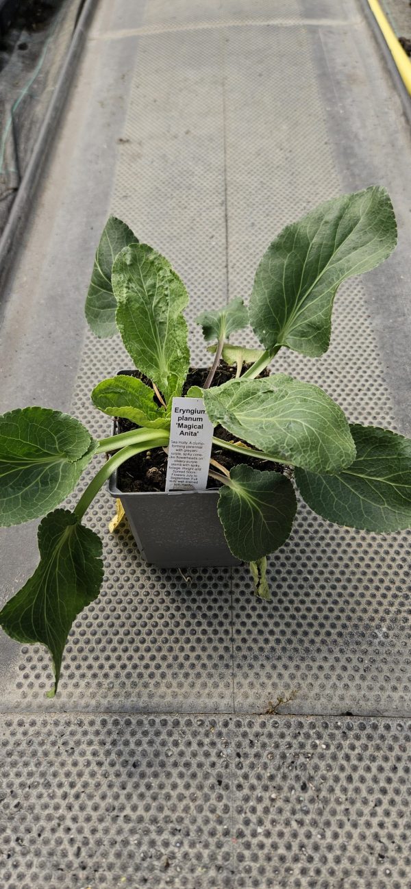 Eryngium planum 'Magical Anita'