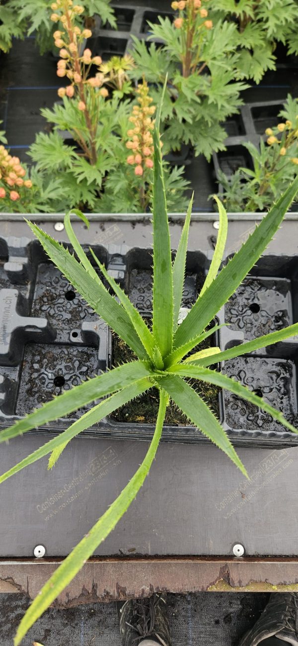 Eryngium yuccifolium 'Magical Red Thunder' Eryngium yuccifolium 'Magical Red Thunder'