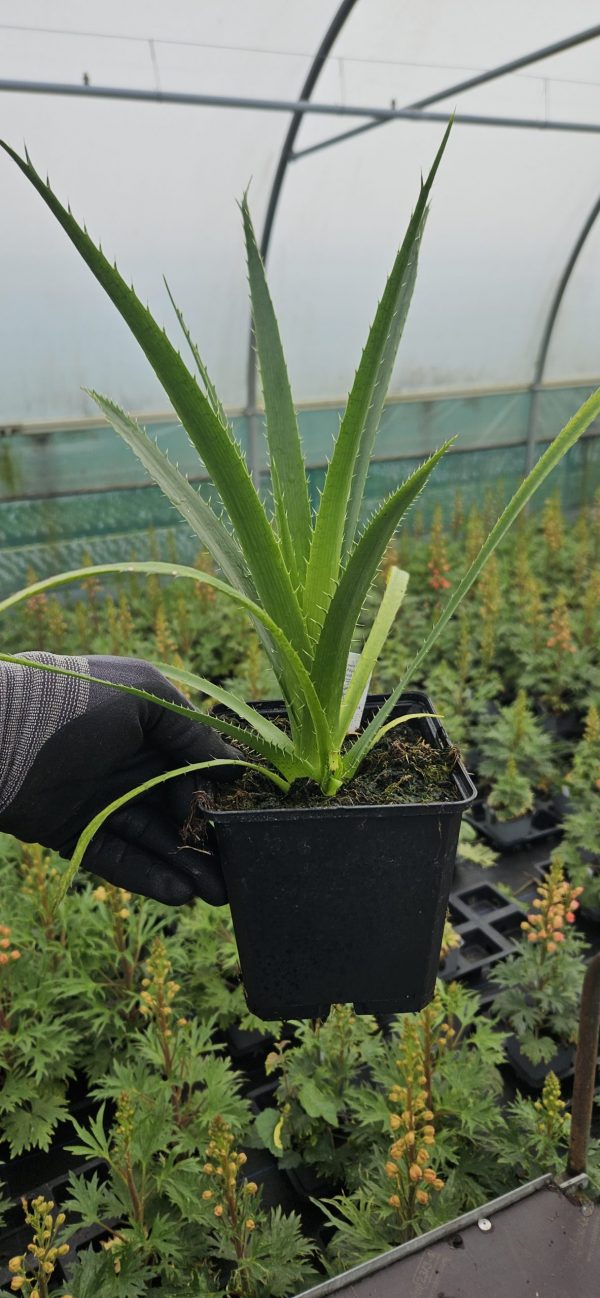 Eryngium yuccifolium 'Magical Red Thunder'2 Eryngium yuccifolium 'Magical Red Thunder'